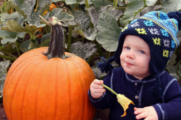 The Farmstead Corn Maze and Pumpkin Festival