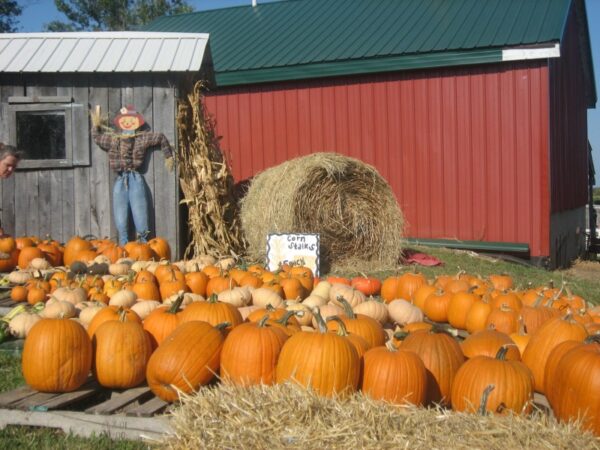 Pumpkin Days on the Farm