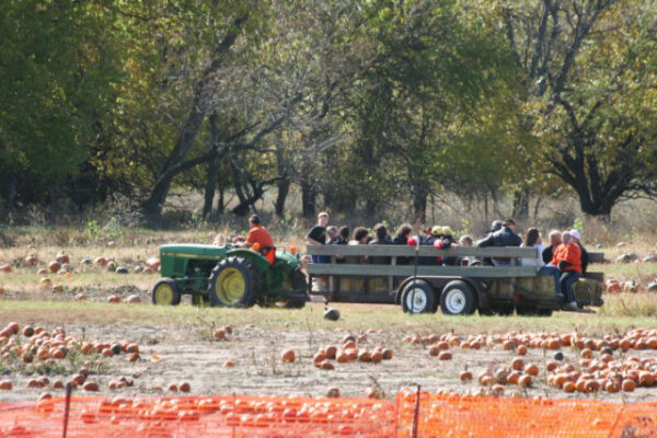 KC Pumpkin Patch
