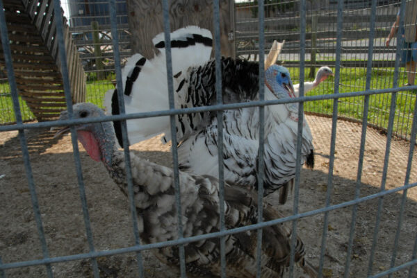 Barnyard Kingdom
