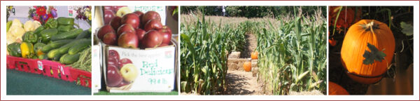 The MAiZE at VonThun Farms