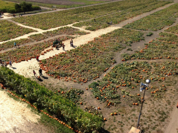 Santa Rosa Pumpkin Patch