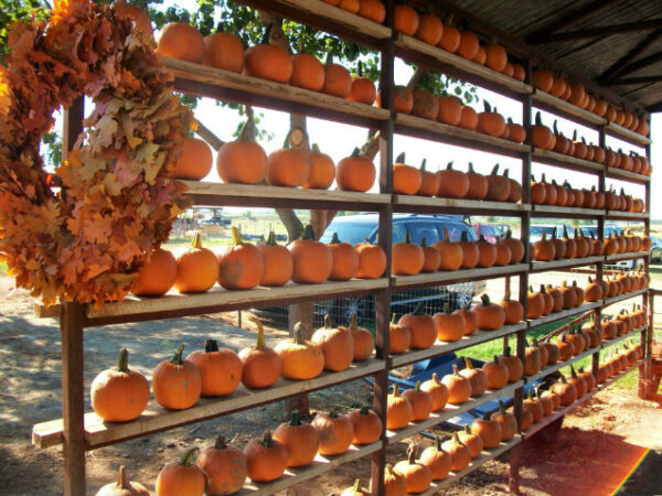 Bishop's Pumpkin Farm - The Corn Maze