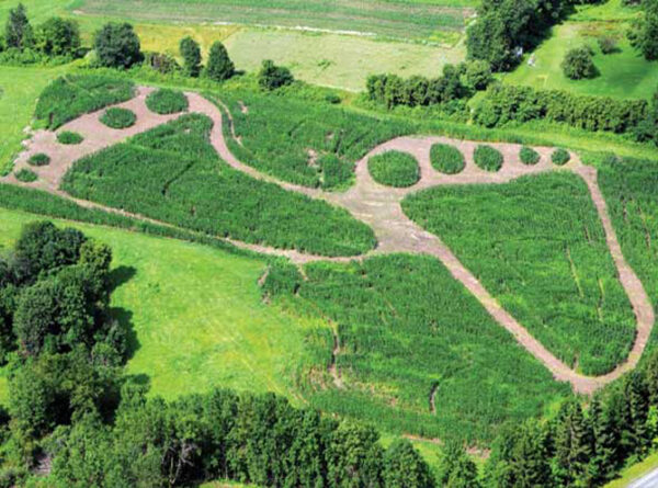 Golubs's Our Farm Experience