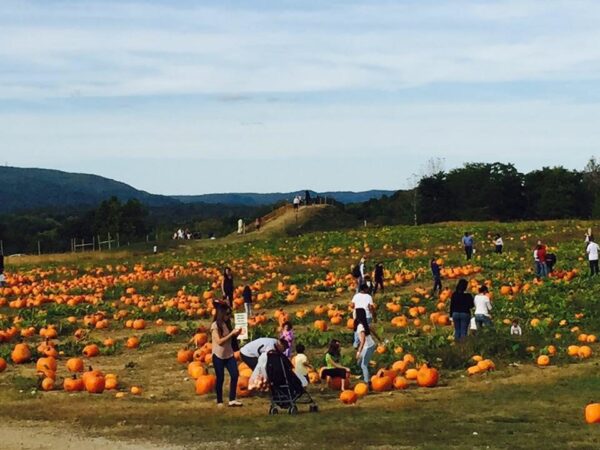 Barton Orchards Rotten Core Manor Haunted House