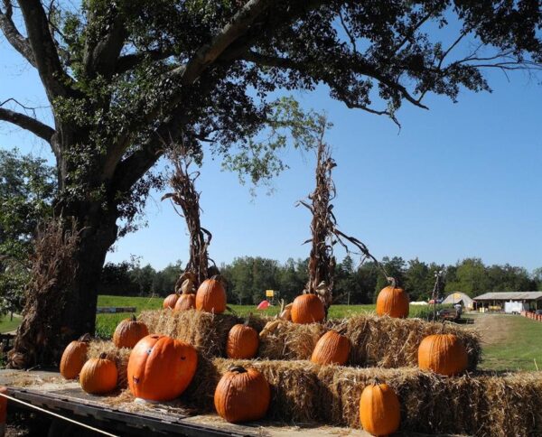 Buford Corn Maze & Haunted Forest
