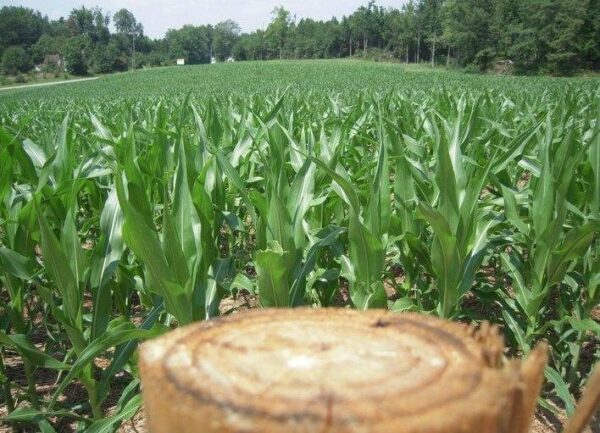 Buford Corn Maze & Haunted Forest
