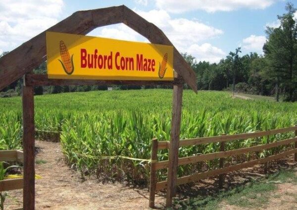 Buford Corn Maze & Haunted Forest