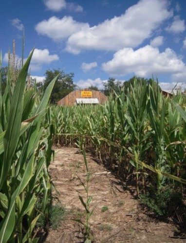 Buford Corn Maze & Haunted Forest