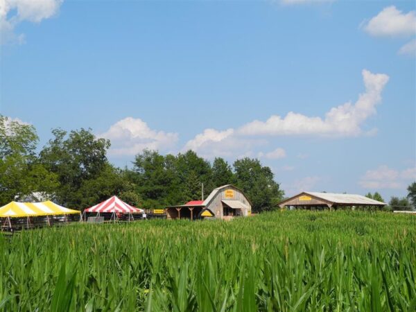 Buford Corn Maze & Haunted Forest