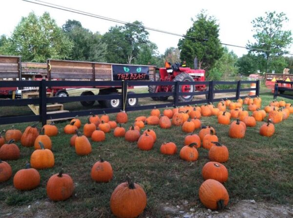 Buford Corn Maze & Haunted Forest