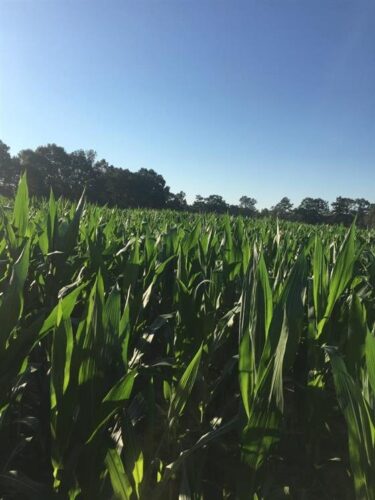 Cajun Country Corn