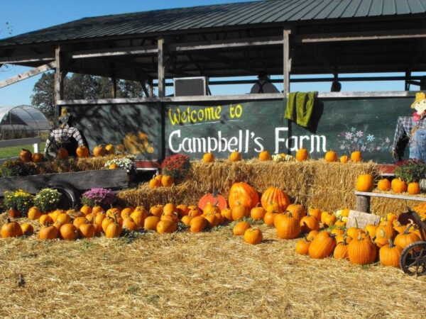 Campbell's Maze Daze & Pumpkin Patch