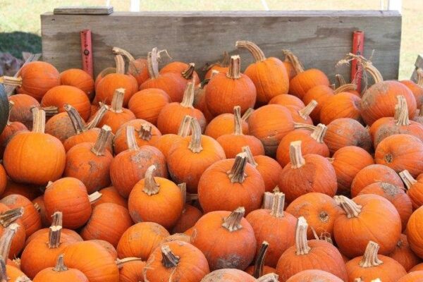 Campbell's Maze Daze & Pumpkin Patch