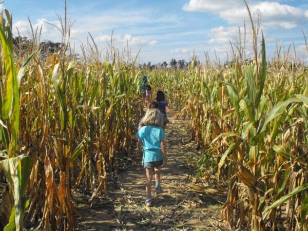 Campbell's Maze Daze & Pumpkin Patch