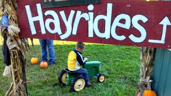 Campbell's Maze Daze & Pumpkin Patch