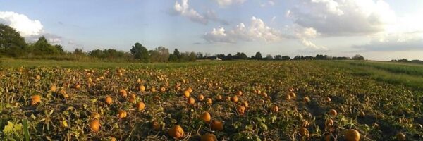 Campbell's Maze Daze & Pumpkin Patch