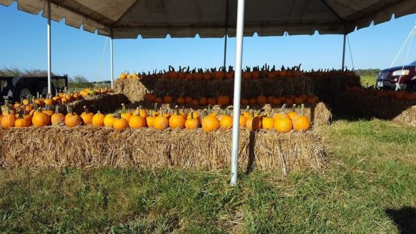 Campbell's Maze Daze & Pumpkin Patch