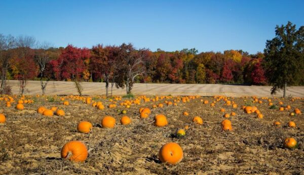 Cheesequake Farms