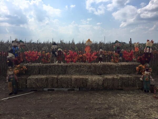 Haunted Maze at Circle S Corn Maze and Pumpkin Patch