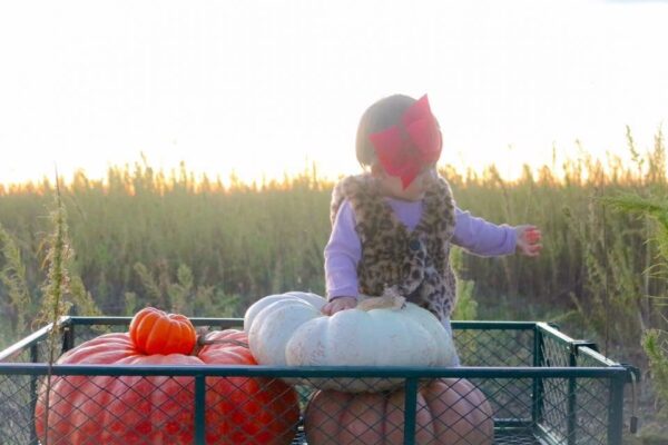 Haunted Maze at Circle S Corn Maze and Pumpkin Patch