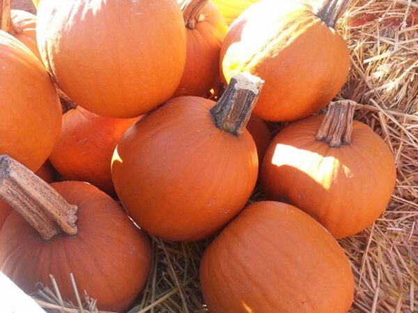Ellis Fright Night at Cottage Lane Pumpkin Patch
