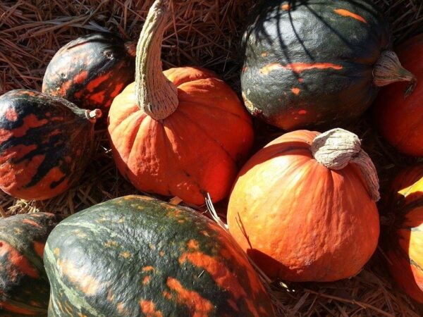 Ellis Fright Night at Cottage Lane Pumpkin Patch