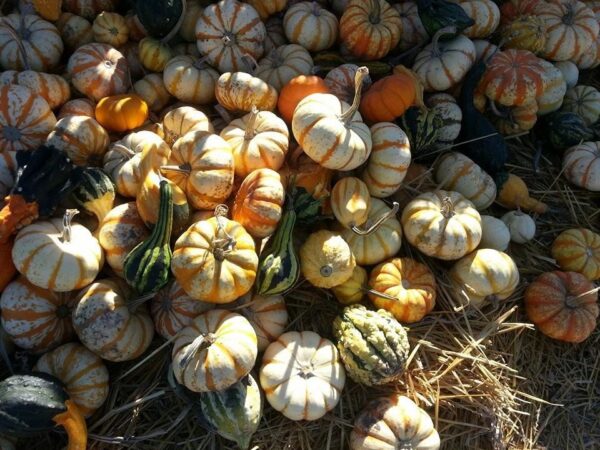 Ellis Fright Night at Cottage Lane Pumpkin Patch