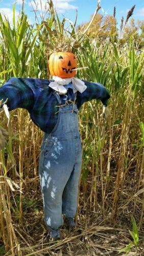 Ellis Fright Night at Cottage Lane Pumpkin Patch