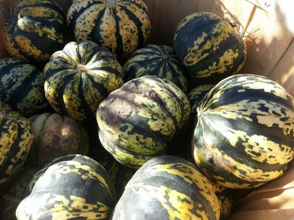 Ellis Fright Night at Cottage Lane Pumpkin Patch