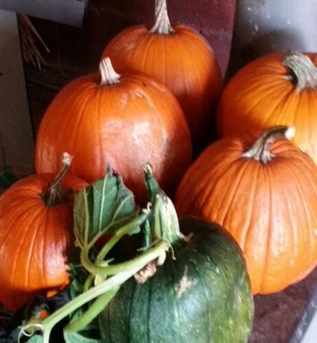 Ellis Fright Night at Cottage Lane Pumpkin Patch