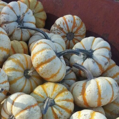 Ellis Fright Night at Cottage Lane Pumpkin Patch