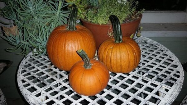 Ellis Fright Night at Cottage Lane Pumpkin Patch