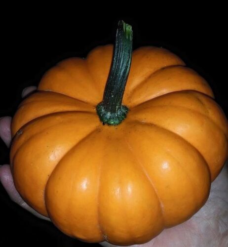 Ellis Fright Night at Cottage Lane Pumpkin Patch