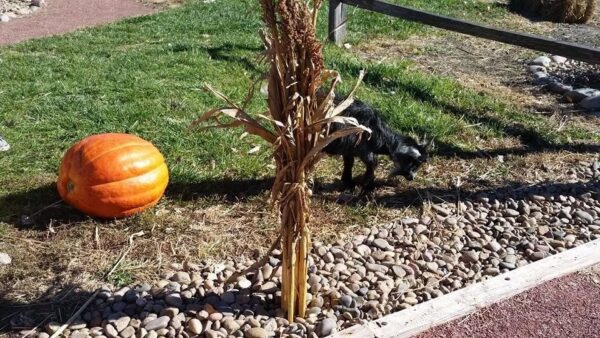 Ellis Fright Night at Cottage Lane Pumpkin Patch