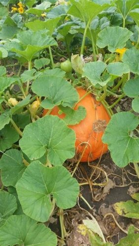Ellis Fright Night at Cottage Lane Pumpkin Patch