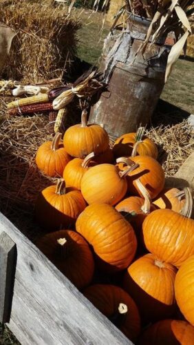 Ellis Fright Night at Cottage Lane Pumpkin Patch