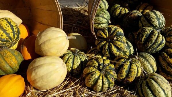 Ellis Fright Night at Cottage Lane Pumpkin Patch