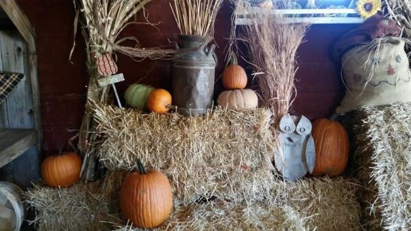Ellis Fright Night at Cottage Lane Pumpkin Patch