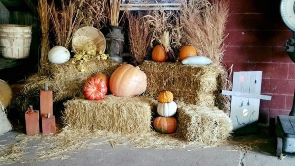 Ellis Fright Night at Cottage Lane Pumpkin Patch