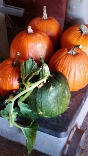 Ellis Fright Night at Cottage Lane Pumpkin Patch