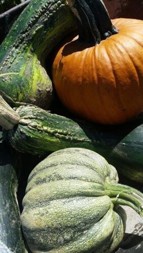 Ellis Fright Night at Cottage Lane Pumpkin Patch