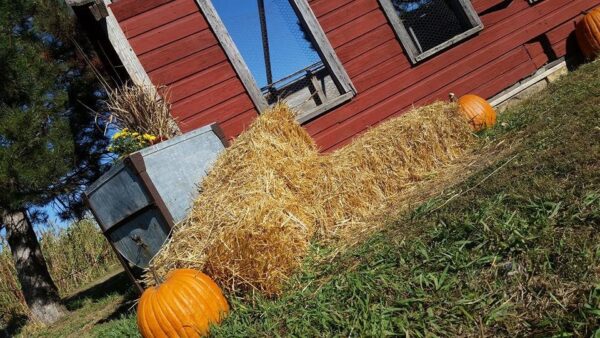 Ellis Fright Night at Cottage Lane Pumpkin Patch