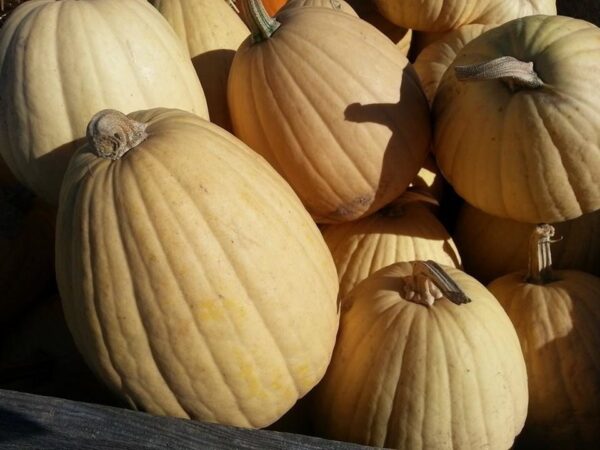 Ellis Fright Night at Cottage Lane Pumpkin Patch
