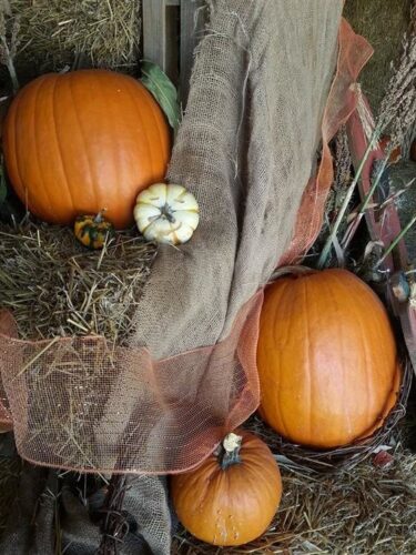 Ellis Fright Night at Cottage Lane Pumpkin Patch