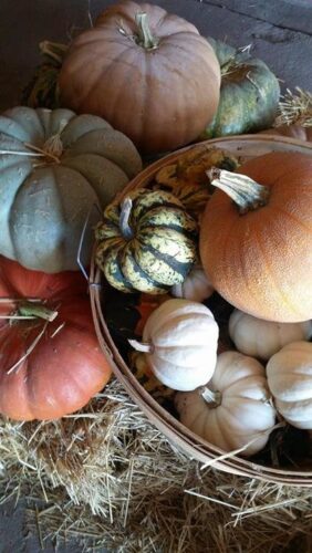 Ellis Fright Night at Cottage Lane Pumpkin Patch