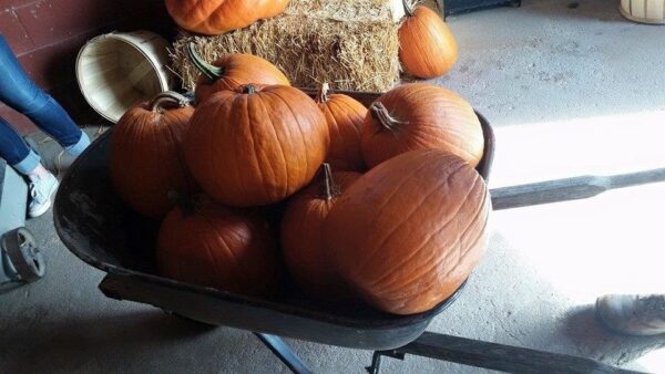 Ellis Fright Night at Cottage Lane Pumpkin Patch
