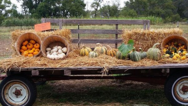 Ellis Fright Night at Cottage Lane Pumpkin Patch