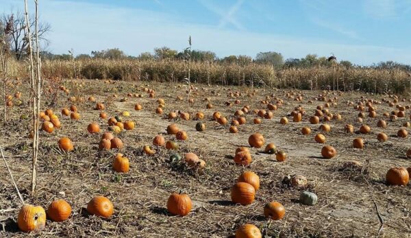 Ellis Fright Night at Cottage Lane Pumpkin Patch