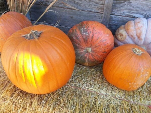 Ellis Fright Night at Cottage Lane Pumpkin Patch